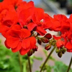 Sardunya Çiçeği Kırmızı - Pelargonium potted Colorama Saksılı Q12