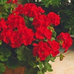 Sardunya Çiçeği Kırmızı - Pelargonium potted Colorama Saksılı Q12