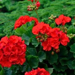 Sardunya Çiçeği Kırmızı - Pelargonium potted Colorama Saksılı Q12