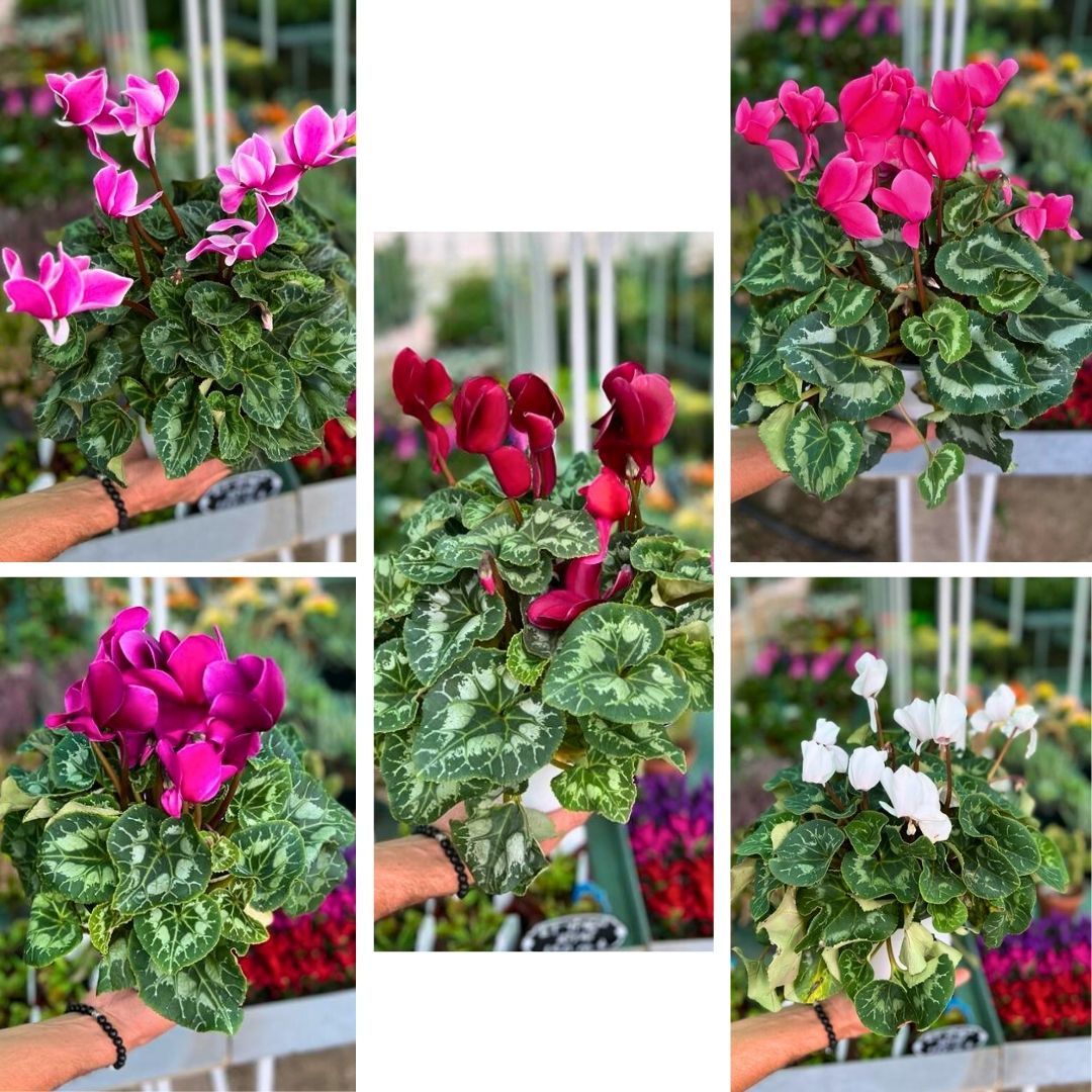 Sıklamen Çiçeği İthal - Cyclamen Gold Lotus