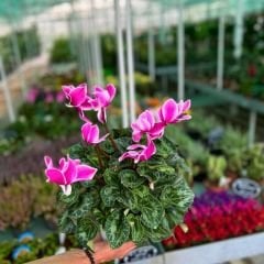 Sıklamen Çiçeği İthal - Cyclamen Gold Lotus