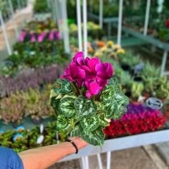 Sıklamen Çiçeği İthal - Cyclamen Gold Lotus