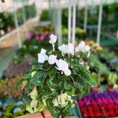 Sıklamen Çiçeği İthal - Cyclamen Gold Lotus