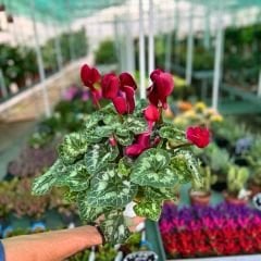 Sıklamen Çiçeği İthal - Cyclamen Gold Lotus