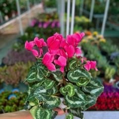 Sıklamen Çiçeği İthal - Cyclamen Gold Lotus