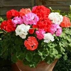 Sardunya Çiçeği Tohumu-Colorama Karışık Renkli  (5 Tohum)