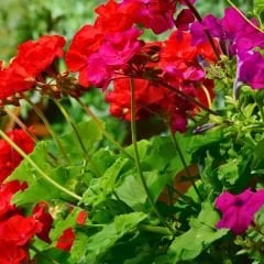 Sardunya Çiçeği Tohumu-Colorama Karışık Renkli  (5 Tohum)