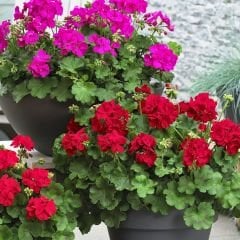 Sardunya Çiçeği Tohumu-Colorama Karışık Renkli  (5 Tohum)