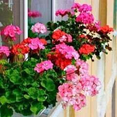 Sardunya Çiçeği Tohumu-Colorama Karışık Renkli  (5 Tohum)