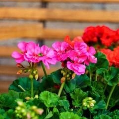 Sardunya Çiçeği Tohumu-Colorama Karışık Renkli  (5 Tohum)