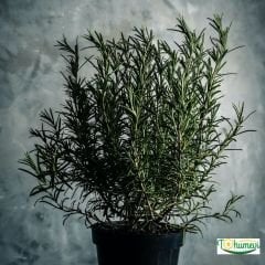 Çalı biberiye  tohumu - Rosmarinus Officinalis