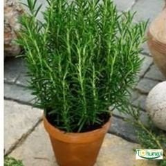 Çalı biberiye  tohumu - Rosmarinus Officinalis