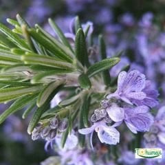 Çalı biberiye  tohumu - Rosmarinus Officinalis