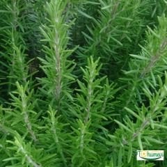 Çalı biberiye  tohumu - Rosmarinus Officinalis