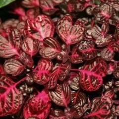 Çingene Şalvarı Fidesi – İresine Herbtis