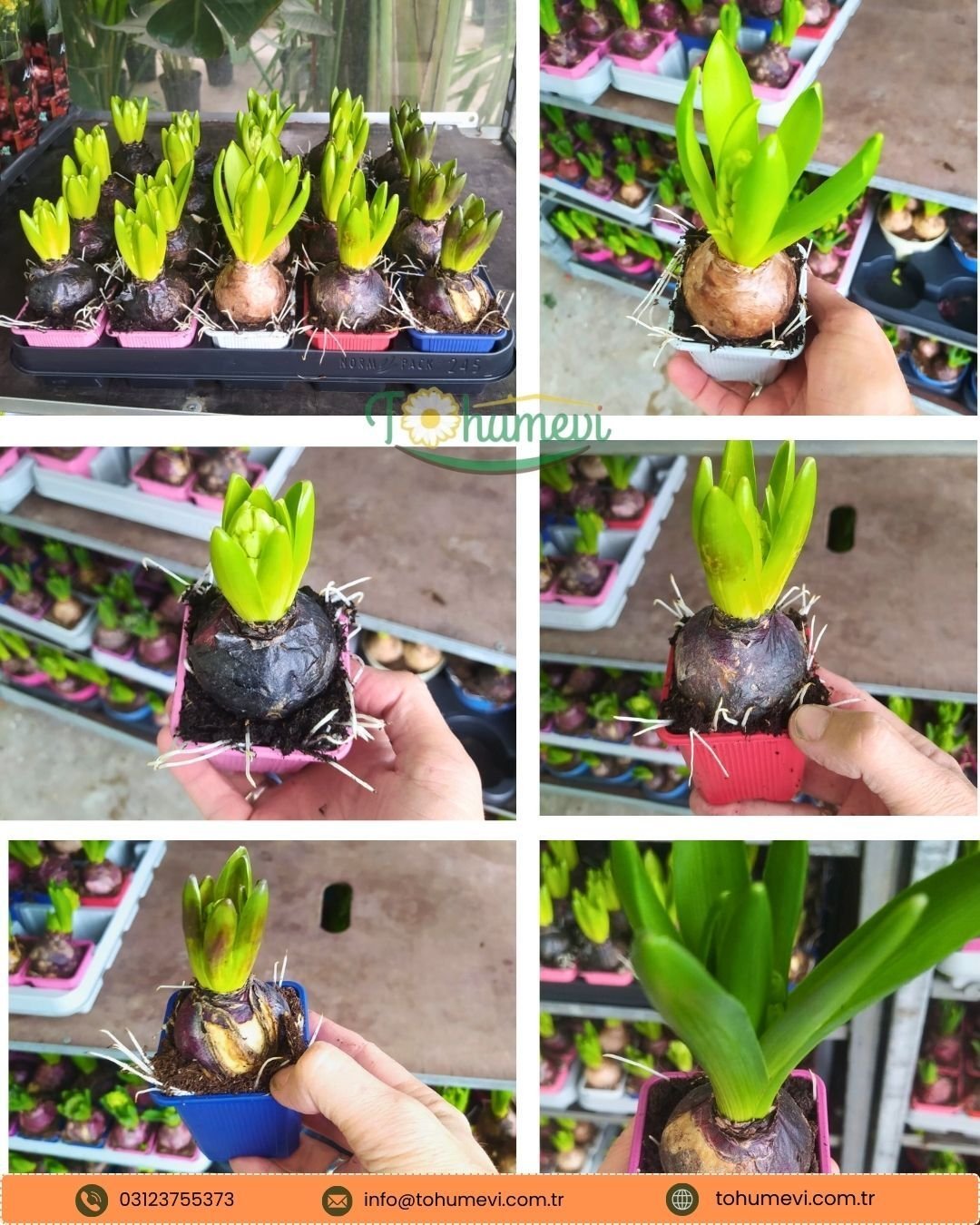 Sümbül Soğanı potta – Hyacinthus