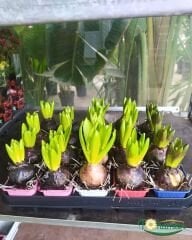 Sümbül Soğanı potta – Hyacinthus