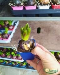 Sümbül Soğanı potta – Hyacinthus