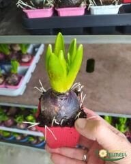 Sümbül Soğanı potta – Hyacinthus