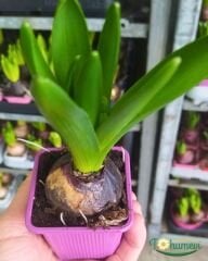 Sümbül Soğanı potta – Hyacinthus