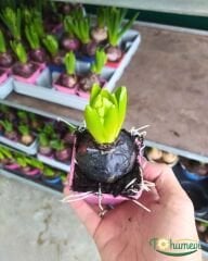 Sümbül Soğanı potta – Hyacinthus