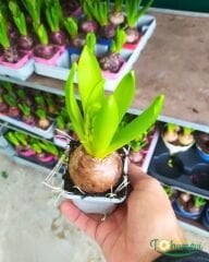 Sümbül Soğanı potta – Hyacinthus