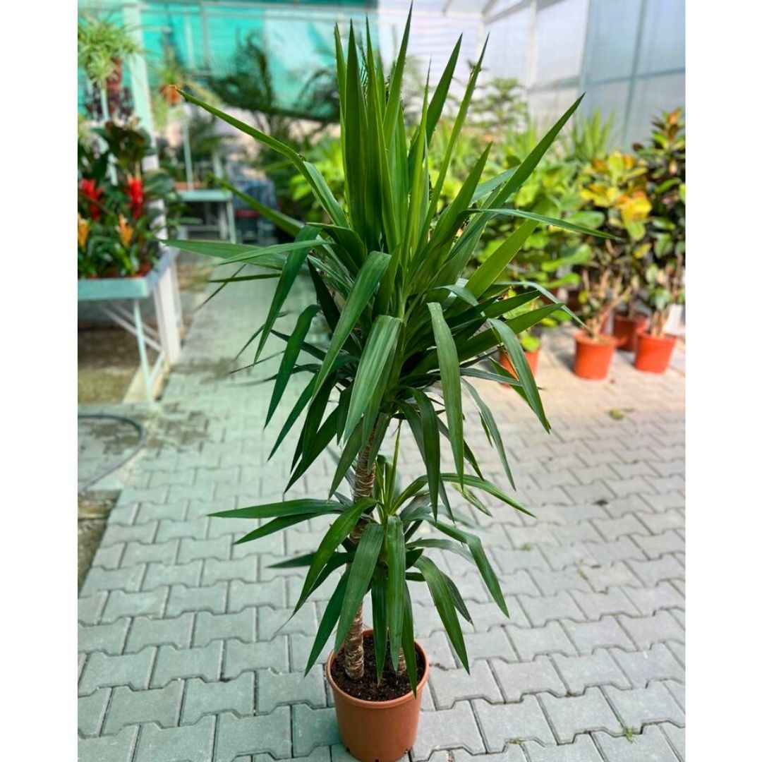 ゆっかぽっか Yuka Bitkisi - Yucca Elephantipes
