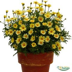 ﻿Çeşme papatyası fidesi – argayranthemum