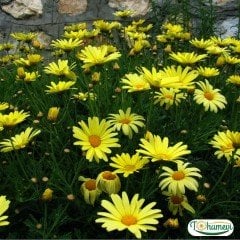 ﻿Çeşme papatyası fidesi – argayranthemum