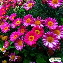 ﻿Çeşme papatyası fidesi – argayranthemum
