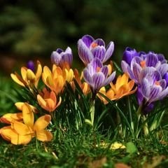 Çiğdem Çiçeği Soğanı - Crocus - Mix