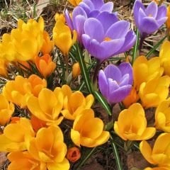 Çiğdem Çiçeği Soğanı - Crocus - Mix