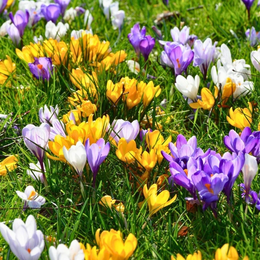 Çiğdem Çiçeği Soğanı - Crocus - Mix