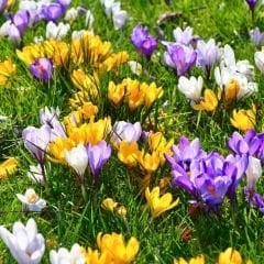 Çiğdem Çiçeği Soğanı - Crocus - Mix