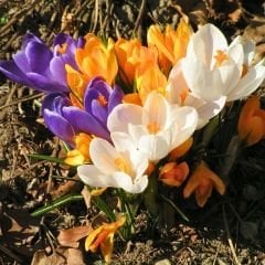 Çiğdem Çiçeği Soğanı - Crocus - Mix
