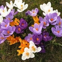 Çiğdem Çiçeği Soğanı - Crocus - Mix