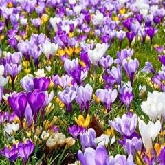 Çiğdem Çiçeği Soğanı - Crocus - Mix