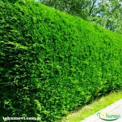 Çit Mazı Fidanı Tüplü