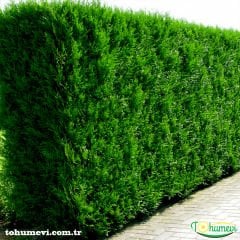 Çit Mazı Fidanı Tüplü