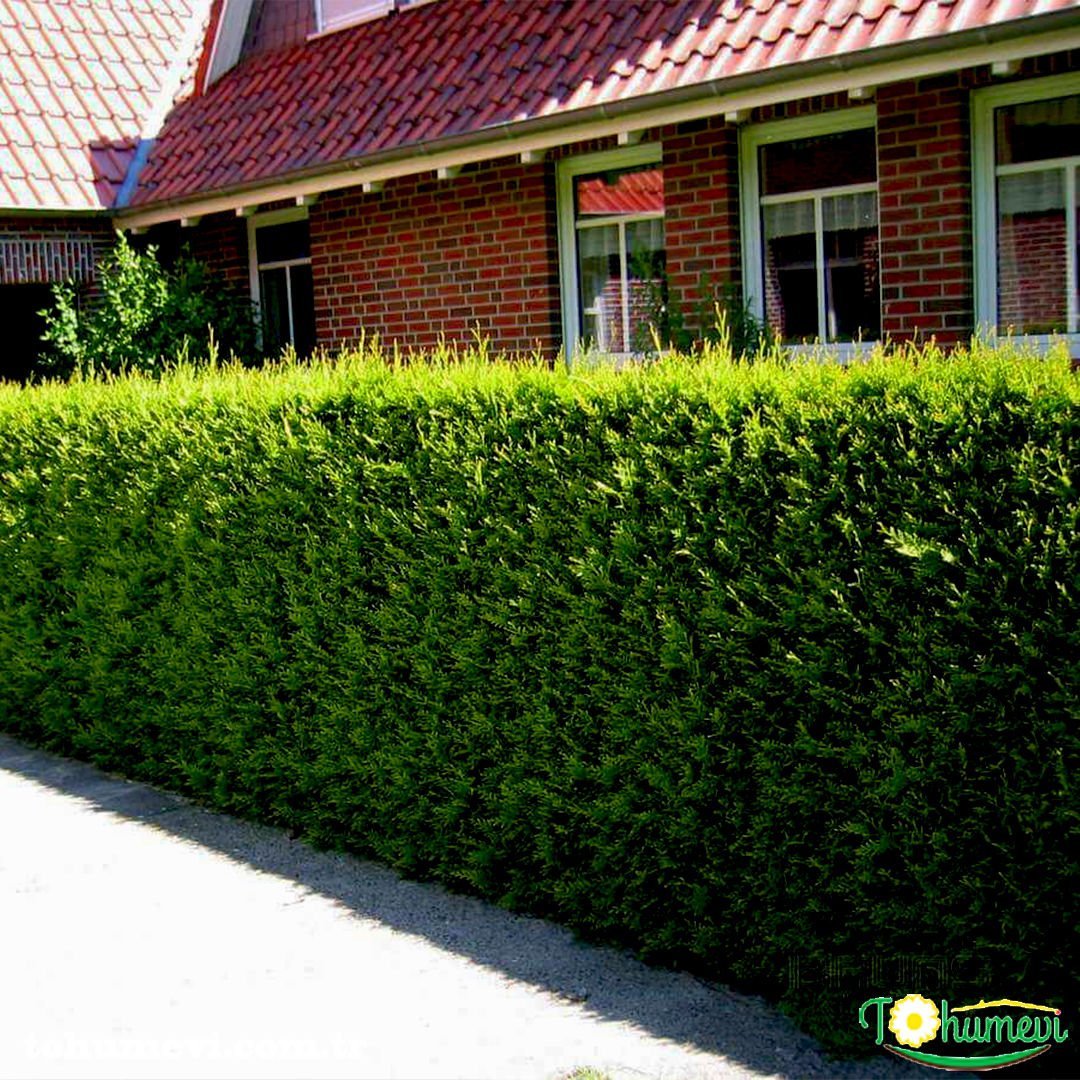 Çit Mazı Fidanı Tüplü