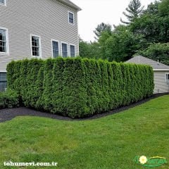 Çit Mazı Fidanı Tüplü