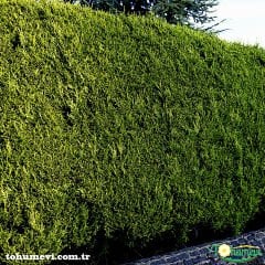 Çit Mazı Fidanı Tüplü