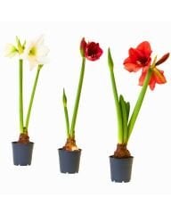 Hippeastrum (Amaryllis) Çiçeği – Saksıda