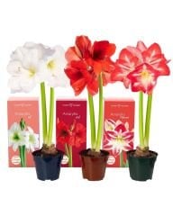 Hippeastrum (Amaryllis) Çiçeği – Saksıda