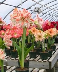 Hippeastrum (Amaryllis) Çiçeği – Saksıda