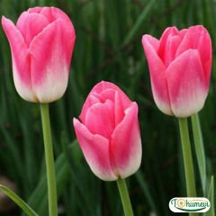 Dynasty Lale Soğanı - Tulipa