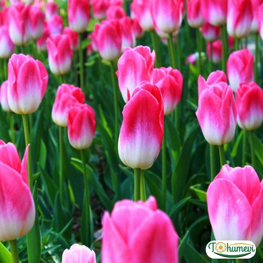 Dynasty Lale Soğanı - Tulipa