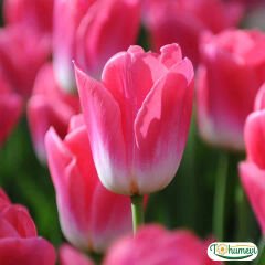 Dynasty Lale Soğanı - Tulipa