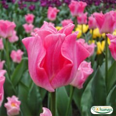 Dynasty Lale Soğanı - Tulipa