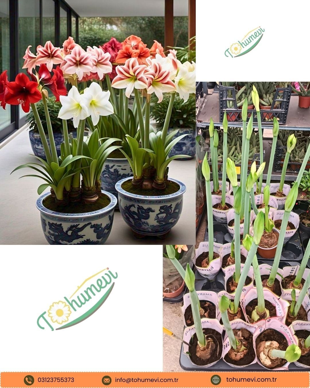 Hippeastrum (Amaryllis) Çiçeği – Saksıda